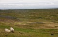 Image of nature and landscapes of iceland