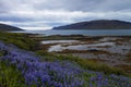 Image of nature and landscapes along the coast of iceland