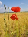 Images of nature.Poppies and  wheat.Ukraine Royalty Free Stock Photo