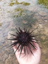 Images of one type of sea urchin that is in the palm of your hand