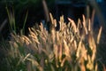 Images of Pennisetum pedicellatum Trin when sunlight and wind blows, which as the background. Royalty Free Stock Photo