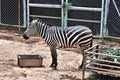 Portrait of zebra in the zoo