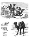 Illustration of an African camels.