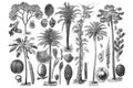 Illustrations of Palm. Set on white background