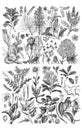 Illustrations of plants.