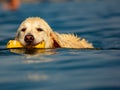 Images at sea level of a labrador swimming and having fun with his little game thrown by his master.