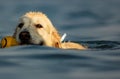 Images at sea level of a labrador swimming and having fun with his little game thrown by his master.