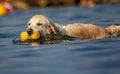 Images at sea level of a labrador swimming and having fun with his little game thrown by his master.