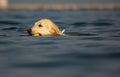 Images at sea level of a labrador swimming and having fun with his little game thrown by his master.