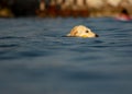 Images at sea level of a labrador swimming and having fun with his little game thrown by his master.