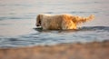 Images at sea level of a labrador swimming and having fun with his little game thrown by his master.