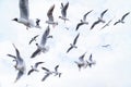 Images of the seagull family flying