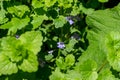 Macro view of Creeping Charlie flowering wildflowers blooming in a residential lawn