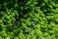 Macro view of Creeping Charlie flowering wildflowers blooming in a residential lawn