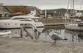 Oslo, Norway - small boats in the marina and a seagull waling.