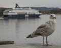 Oslo, Norway, Europe - a seagull and a ship on a dark, cloudy day. Royalty Free Stock Photo