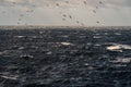 Waves and white horses of Storm Arwen in the Bay of Biscay