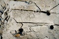 Images of traces and cracks of rock drilled by a large drilling machine are in a construction project