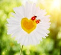 Images of the two ladybirds on chamomile in the form of heart in Royalty Free Stock Photo