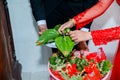 Images of Vietnamese weddings 03: the bride and groom take betel leaf and betel nut