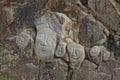 Images of whales chiseled into rocks, Qaqortoq Greenland Royalty Free Stock Photo