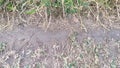 Images of wild grass on dry ground for background Royalty Free Stock Photo