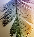 Imaginative background of fairy beautiful feathers of different