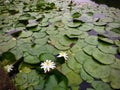 Artificial lagoon with lot of green