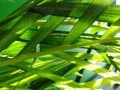 Imagine about beautifull tropical leaves for wallpaper