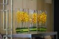 Imagine Flower indoor scens cool Royalty Free Stock Photo