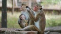 Monkey Family With family members baby, drink his mother milk Royalty Free Stock Photo