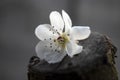 Imagine  of one isolated white spring flower with grey background ,macro photo,white Royalty Free Stock Photo