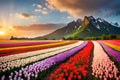 A sprawling field of vibrant tulips, their petals a riot of colors stretching