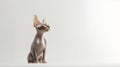 Portrait of a beautiful sphynx cat on white background with copy space