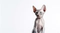 Portrait of a beautiful sphynx cat on white background