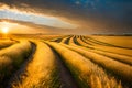 A vast field of golden wheat rippling in the breeze