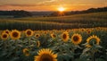 sun set in a peaceful sunflower field