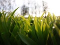 Drops of dew glisten on the green grass. Royalty Free Stock Photo
