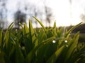 Drops of dew glisten on the green grass. Royalty Free Stock Photo