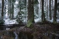 Snow falls in the forest with trees. Intense snow instantly covers the surface of the forest and tree branches with a layer of sno