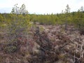 Swamp and moss in spring. This is what a swamp looks like when the snow melts. Details