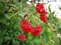 The berries of the viburnum tree. The fruits of viburnum appeared in the summer. Details and close-up. Royalty Free Stock Photo