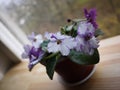 The violet blossomed in the pot. Beautiful flower on the windowsill. Details and close-up. Royalty Free Stock Photo