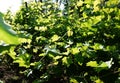 Plot for growing grapes. Sunlight illuminates the leaves. Details and close-up. Royalty Free Stock Photo