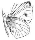 Imago Butterfly, vintage illustration