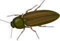 Imago of Click beetle