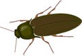 Imago of Click beetle