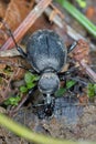 An imago of cychrus caraboides. A flightless, specialized predator that hunts shell snails