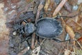 An imago of cychrus caraboides. A flightless, specialized predator that hunts shell snails