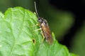 Imago of hymenoptera from Symphyta called sawflies on blackcurrant leaf in garden. Royalty Free Stock Photo